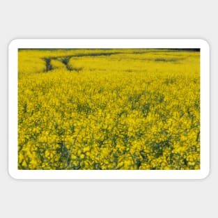 agricultural field full of bright yellow flowering crop of oil seed Sticker